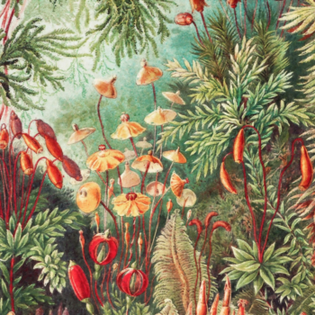 tapet natura